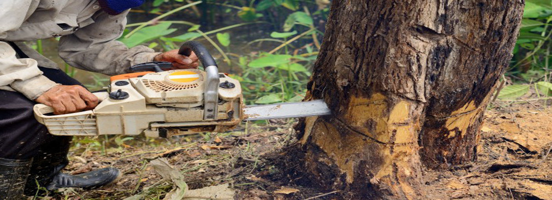 Tree Services Maryport