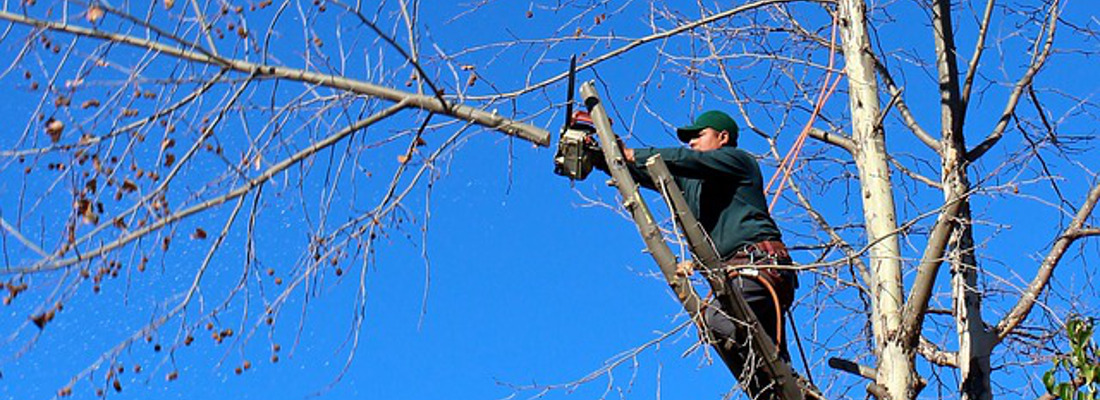 Tree Surgeon Carlisle